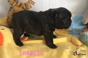 SHARLIE